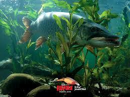 Papa-bun pt pesti - images888.jpeg